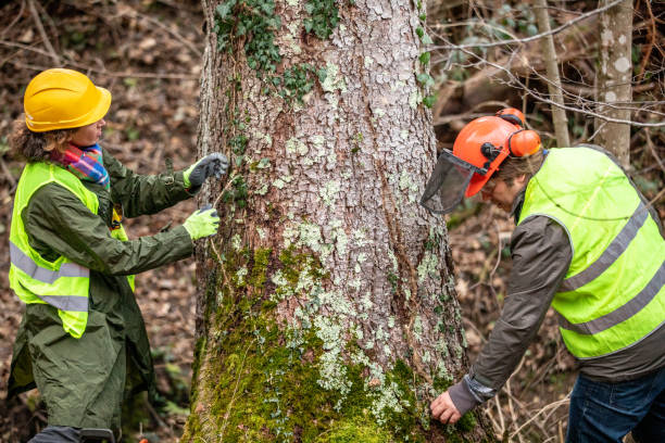 Best Storm Damage Tree Cleanup  in USA